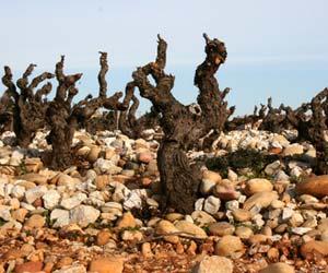 Image result for Chateauneuf Du Pape