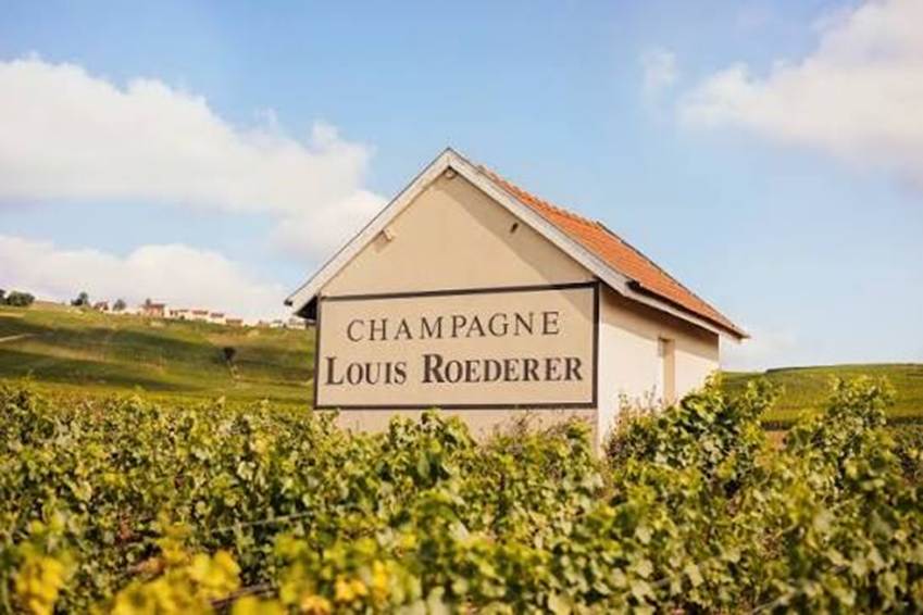 Vineyard | Champagne Louis Roederer | Portfolio | Maisons Marques & Domaines
